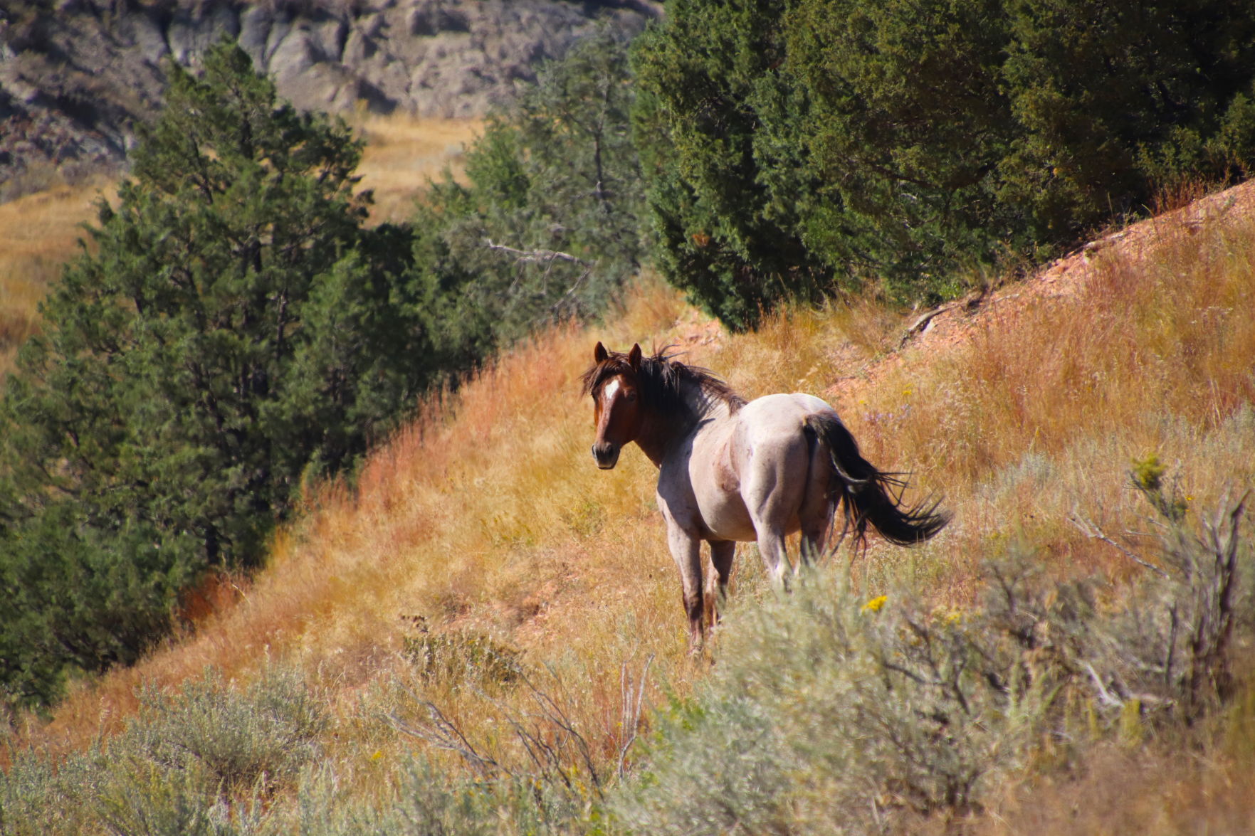 Wild Horse